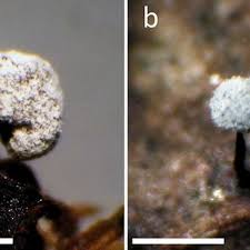 Attēlu rezultāti vaicājumam “Didymium spongiosum plasmodium”