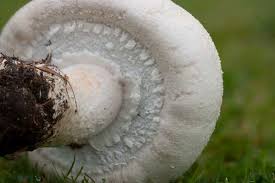 Attēlu rezultāti vaicājumam “Agaricus”