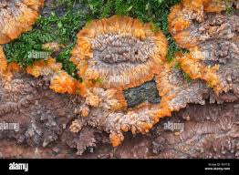 Attēlu rezultāti vaicājumam “Phlebia radiata”