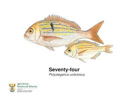Image result for Polysteganus undulosus