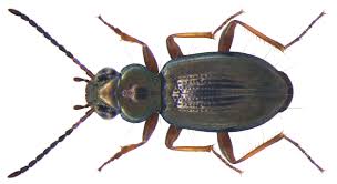 Attēlu rezultāti vaicājumam “Bembidion sp.”