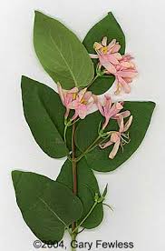 Attēlu rezultāti vaicājumam “Lonicera tatarica leaf”