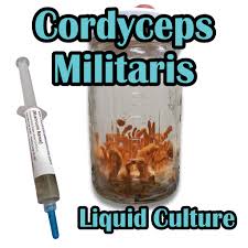 Attēlu rezultāti vaicājumam “Cordyceps militaris”