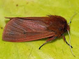 Attēlu rezultāti vaicājumam “Phragmatobia fuliginosa imago”