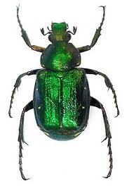 Attēlu rezultāti vaicājumam “Liocola lugubris”