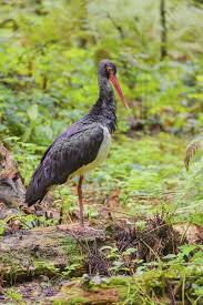 Attēlu rezultāti vaicājumam “Ciconia nigra adult”