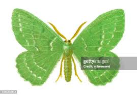 Attēlu rezultāti vaicājumam “Geometra papilionaria”