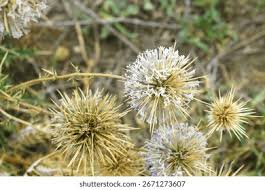 Attēlu rezultāti vaicājumam “Echinops sphaerocephalus flower”