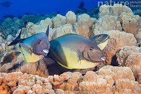 Image result for Naso hexacanthus