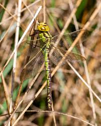 Attēlu rezultāti vaicājumam “Aeshna viridis”