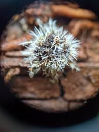 Attēlu rezultāti vaicājumam “Tilachlidium brachiatum”