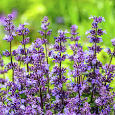 Image result for Katzenminze