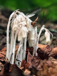 Attēlu rezultāti vaicājumam “Diderma ochraceum young”