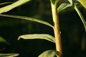 Attēlu rezultāti vaicājumam “Solidago canadensis leaf”