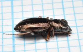 Attēlu rezultāti vaicājumam “Notiophilus germinyi”