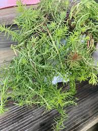 Attēlu rezultāti vaicājumam “Orthotrichum speciosum sporophyte”