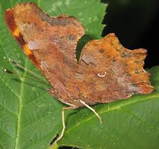 Attēlu rezultāti vaicājumam “Polygonia c-album underside”
