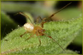 Attēlu rezultāti vaicājumam “Phylloneta sp.”