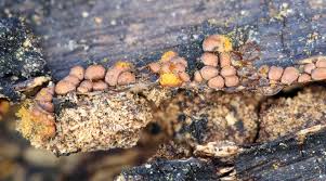 Attēlu rezultāti vaicājumam “Perichaena corticalis”