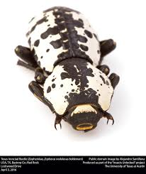 Attēlu rezultāti vaicājumam “Zopheridae”