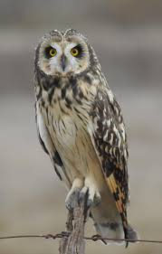 Attēlu rezultāti vaicājumam “Asio flammeus”