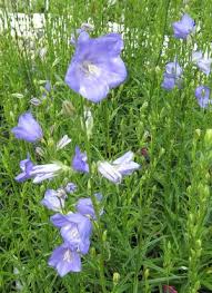 Image result for Campanula persicifolia
