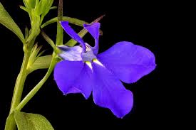 Image result for Lobelia erinus