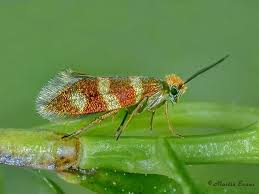 Attēlu rezultāti vaicājumam “Micropterix aureatella”