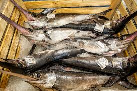 Image result for Xiphias gladius