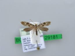 Attēlu rezultāti vaicājumam “Nemapogon cloacella”