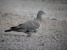Attēlu rezultāti vaicājumam “Columba palumbus adult”