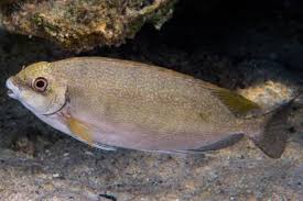 Image result for Siganus rivulatus