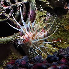 Image result for Pterois volitans