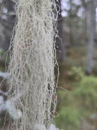 Attēlu rezultāti vaicājumam “Bryoria capillaris”