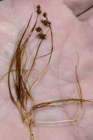 Attēlu rezultāti vaicājumam “Stuckenia filiformis leaf”