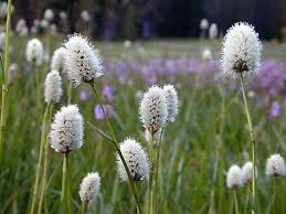 Attēlu rezultāti vaicājumam “Bistorta major fruit”