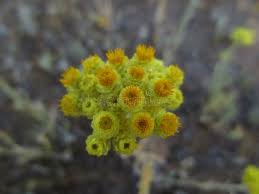 Attēlu rezultāti vaicājumam “Helichrysum arenarium leaf”