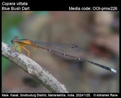 Attēlu rezultāti vaicājumam “Eupteryx vittata”