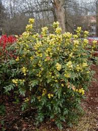 Attēlu rezultāti vaicājumam “Mahonia aquifolium”