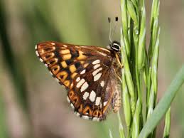 Attēlu rezultāti vaicājumam “Hamearis lucina upperside”