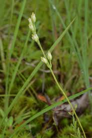 Attēlu rezultāti vaicājumam “Danthonia decumbens fruit”