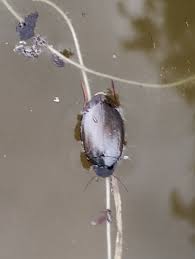 Attēlu rezultāti vaicājumam “Colymbetes striatus”