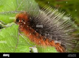 Attēlu rezultāti vaicājumam “Arctia caja larva”