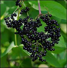 Attēlu rezultāti vaicājumam “Sambucus nigra fruit”