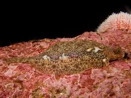 Image result for Microstomus kitt
