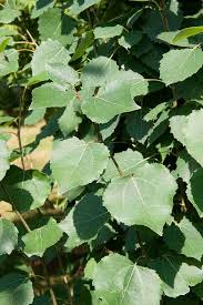 Attēlu rezultāti vaicājumam “Populus tremula leaf”