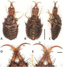 Attēlu rezultāti vaicājumam “Myrmeleontidae larva”