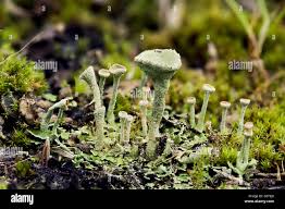 Attēlu rezultāti vaicājumam “Cladonia pyxidata”
