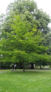 Attēlu rezultāti vaicājumam “Quercus robur fo. pectinata”