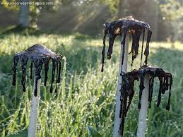 Image result for coprinus